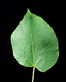 Lime leaf