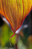 Indian shot plant (Canna 'Wyoming') leaf