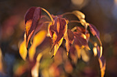 Pear tree leaves (Pyrus phaeocarpa)