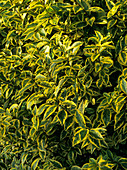 Golden privet leaves (Ligustrum sp.)
