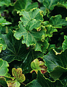 Ivy leaves (Hedera helix)