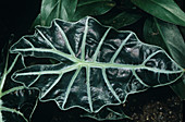 Amazon lily leaf (Alocasia x amazonica)