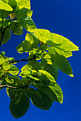 Indian bean tree 'Aurea'