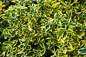 Euonymus fortunei 'Emerald n' Gold'