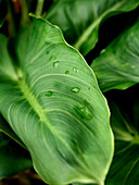 White arum lily leaves