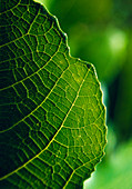 Rhubarb leaf