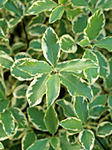 Pittosporum 'Variegatum' foliage