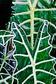 Kris plant (Alocasia amazonica)