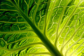 Cabbage leaf veins