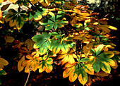 Horse chestnut leaves