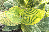 Canna lily leaves (Canna x generalis)