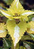 Lamium maculatum 'Golden Anniversary'