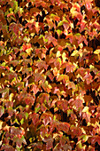 Ivy leaves (Parthenocissus sp.)