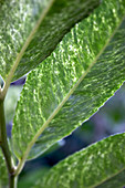 Spotted laurel (Aucuba japonica)