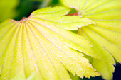 Acer shirasawanum 'Aureum' leaves