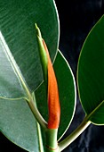 Rubber plant (Ficus elastica)