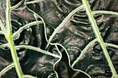 Kris plant (Alocasia sanderiana)