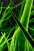Stinging hairs on stinging nettle leaf