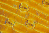 Onion leaf epidermis with stomata pores