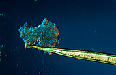 LM of the tip of a stinging hair of anettle leaf