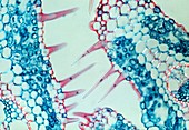 Section through marram grass leaf