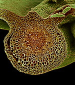 Leaf midrib,SEM