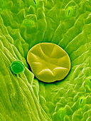 Oil gland on a leaf,SEM