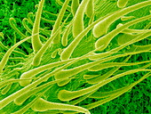 Nettle leaf,SEM