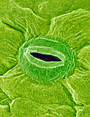 Leaf pore,SEM