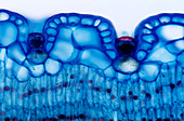 Leaf anatomy,light micrograph