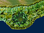 Leaf midrib,SEM