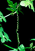 Spiral tendril of Kedostris plant