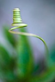 Passion flower tendril (Passiflora sp.)