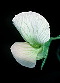Flower of the garden pea
