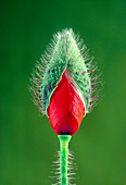 Flowering bud of the field (corn) poppy