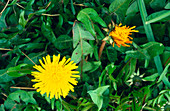 Dandelion flower opening (sequence)