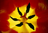 Plan view of heart of a tulip flower