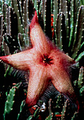 A carrion flower,stapelia gigantea