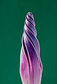 Close-up of the bud of a convolvulus