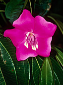 Flower of a rainforest tree
