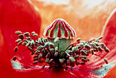 Macrophotograph of poppy flower