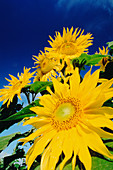 Sunflowers against the sky
