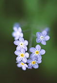 Forget-me-not flowers