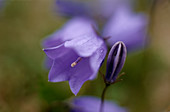 Common harebell flower