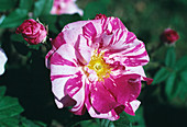 Versicolour rose flower