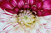 Dahlia flower with broken colour