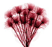 Roses,X-ray