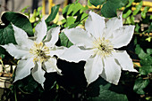 Gladys Picard clematis flowers