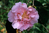 Dream Castle camellia flower