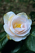 Julia France camellia flower